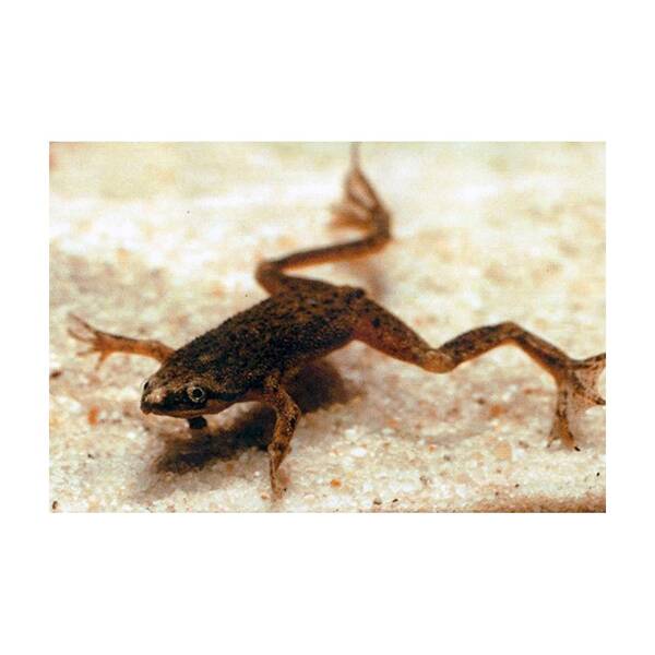 Hymenochirus Boettgeri M