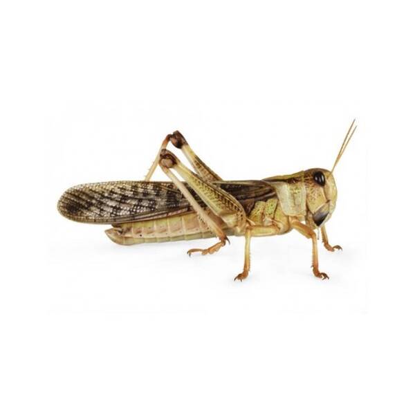 Locust 1 Box Locust 1 Box