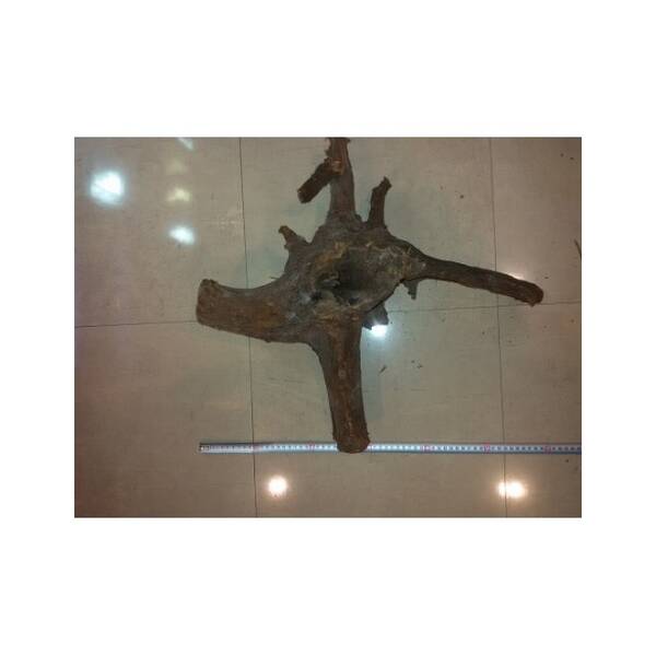 Mangrove Medium 30-40 cm