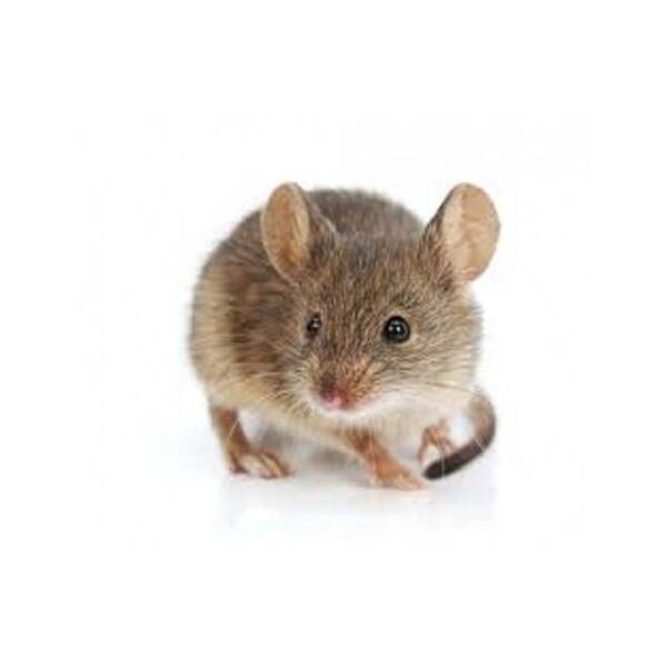 Mouse Small 10-15gr