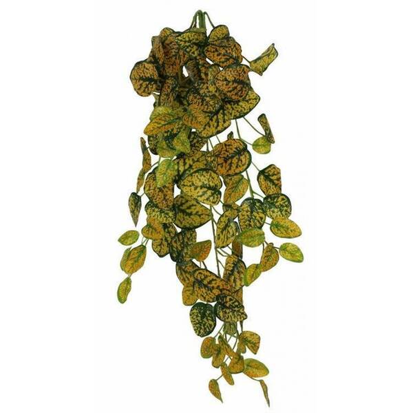 Pangea Leafy Vine Japanese Laurel 18cm
