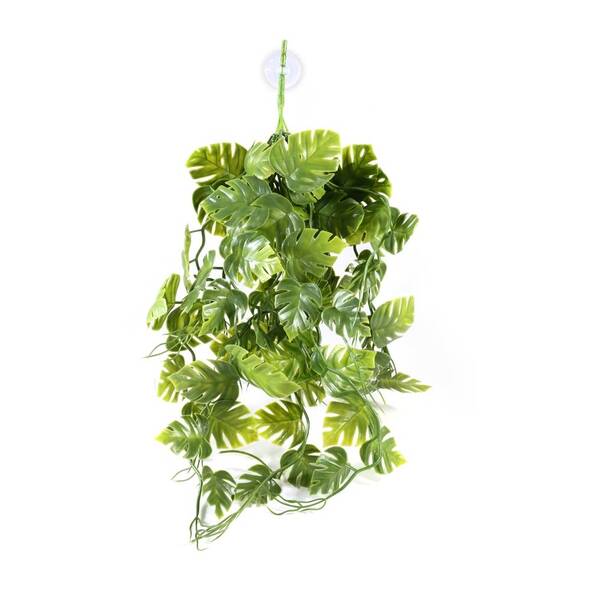 Pangea Plants Green Pangea Plants Green