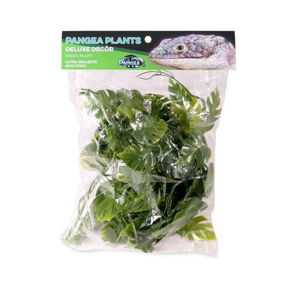 Pangea Plants Green Pangea Plants Green