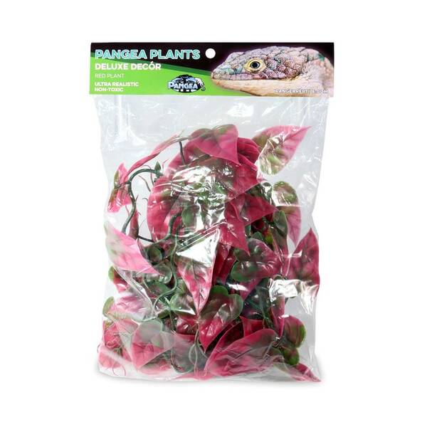 Pangea Plants Red Pangea Plants Red