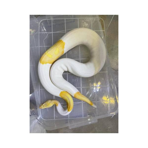 Python Regius Albino Piebald Ball Python Male (1.0)