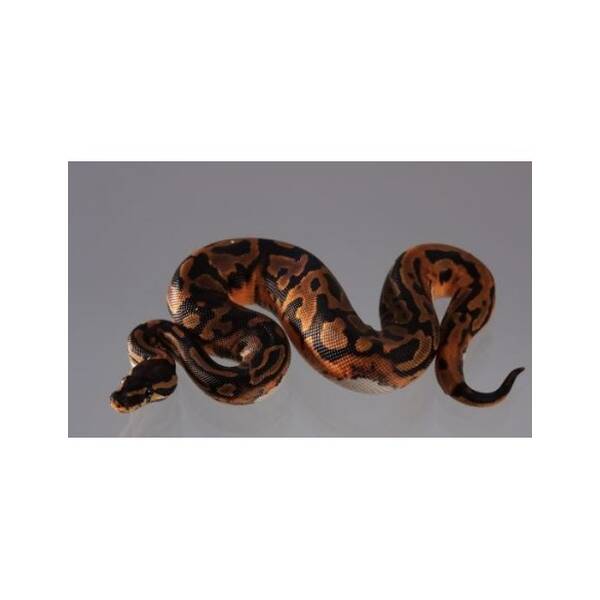 Python Regius Leopard Piebald Female (0.1)