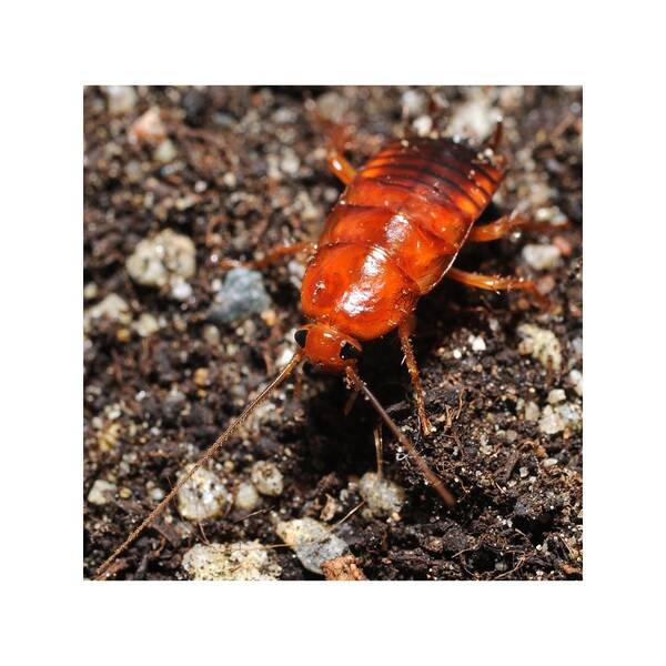 Shelfordella Tartara ''Red Runner'' 1 Box