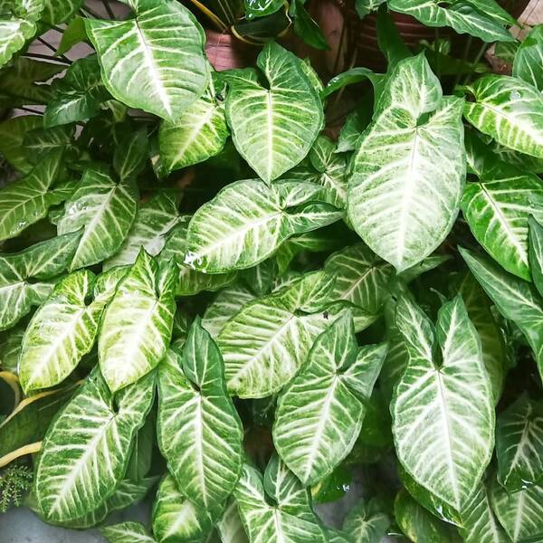 Stoffels Syngonium podophyllum 'White Butterfly'