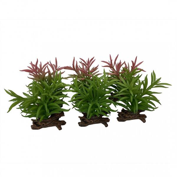 Terra Della Crassula Green-Pink