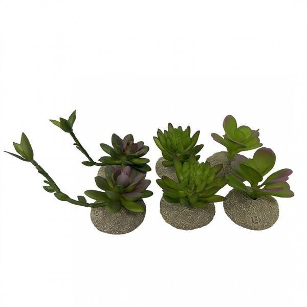 Terra Della Succulent S 8x5,8x10,5cm Terra Della Succulent S 8x5,8x10,5cm