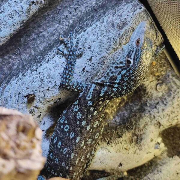 Varanus Macraei Blue Tree Monitor Female (0.1)