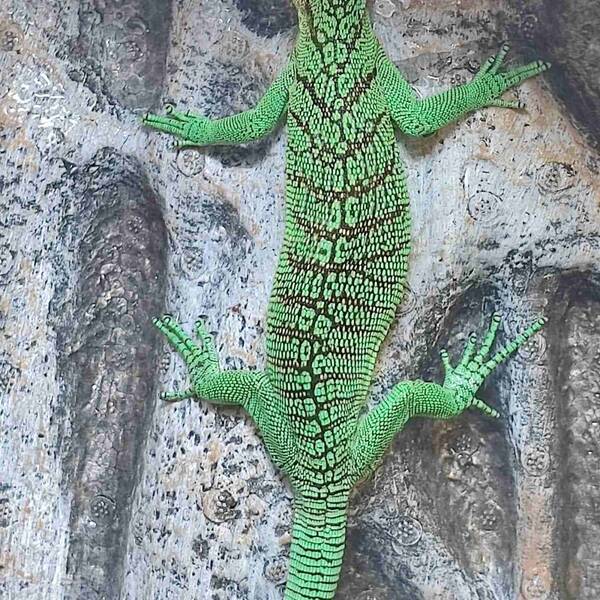 Varanus Prasinus Green Tree Monitor Merauke Male (1.0)