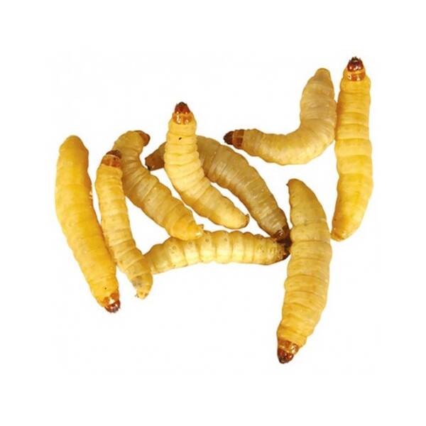 Wax Worms 100 gr