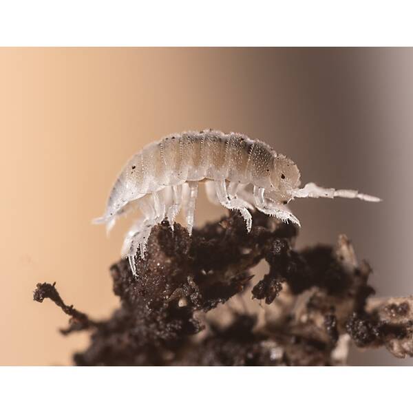 White Dwarf Isopods (Box)