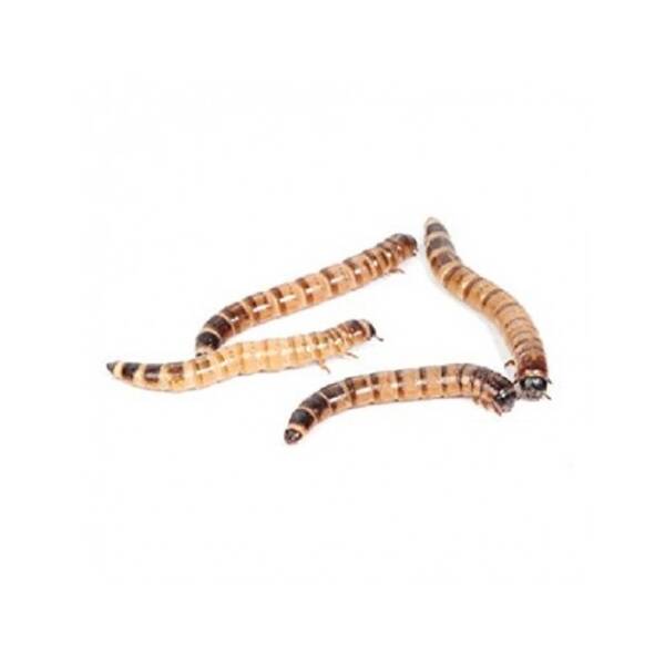 Zoophopas Morio Worm 100 gr