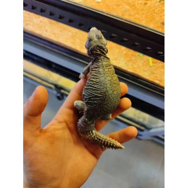 Uromastyx Thomasi (0.0.1)