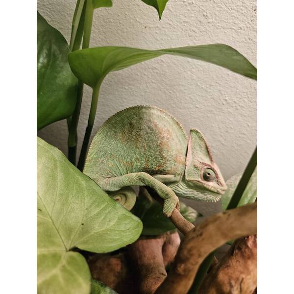 Chamaeleo Calyptratus Male (1.0)