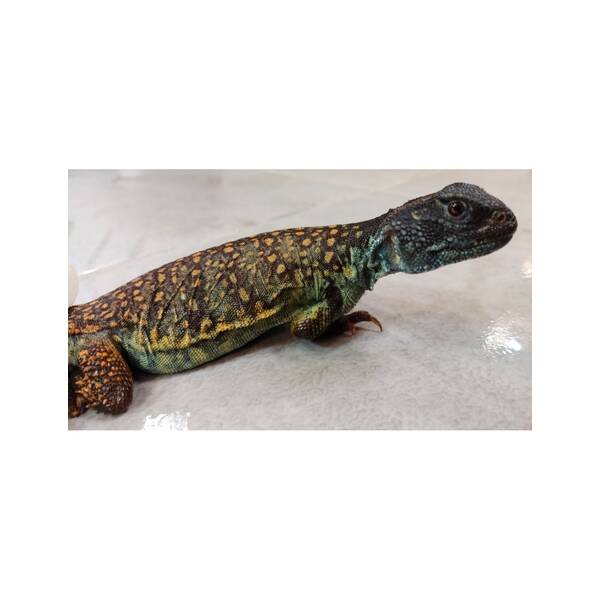 Uromastyx Flame Male (1.0) 2