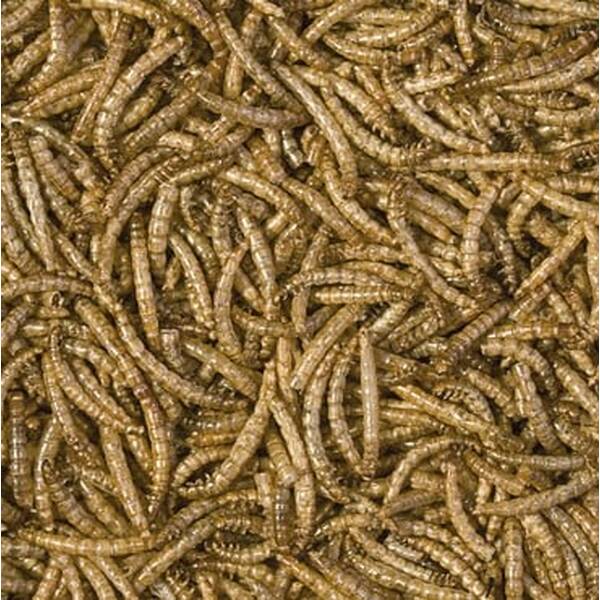 Tropical Meal Worms Tin 100ml