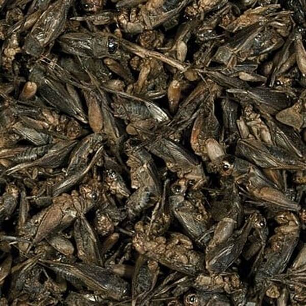 Tropical Crickets Tin 250ml Tropical Crickets Tin 250ml