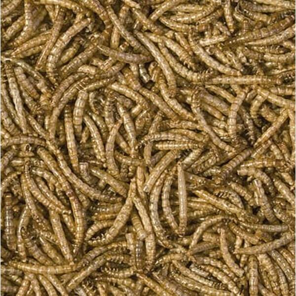 Tropical Meal Worms Tin 250ml