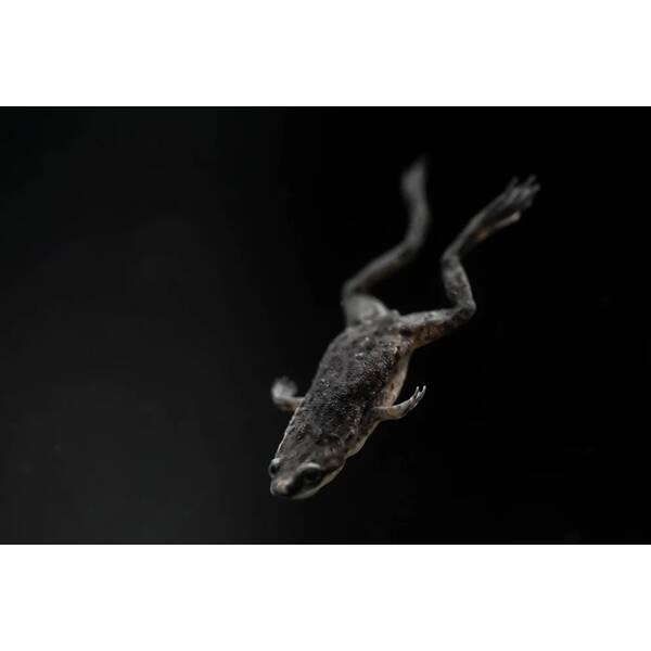 Hymenochirus Boettgeri Black