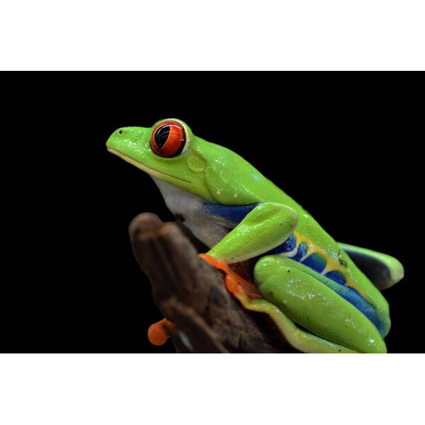 Agalychnis Callidryas S