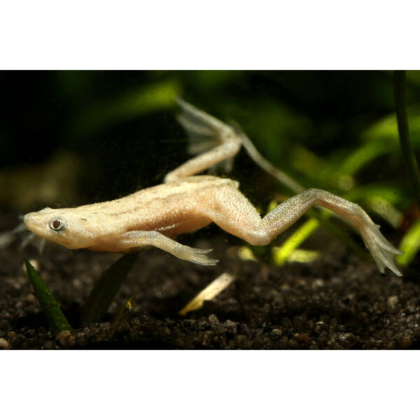 Hymenochirus Boettgeri Gold M