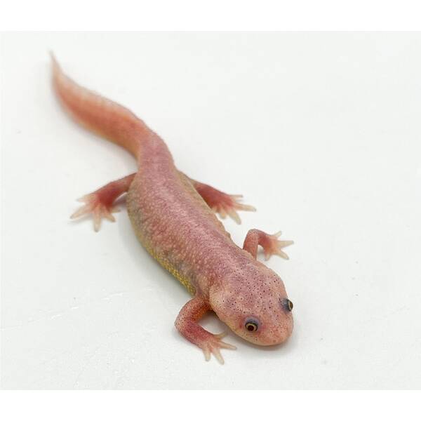 Iberian Ribbed Newt Albino