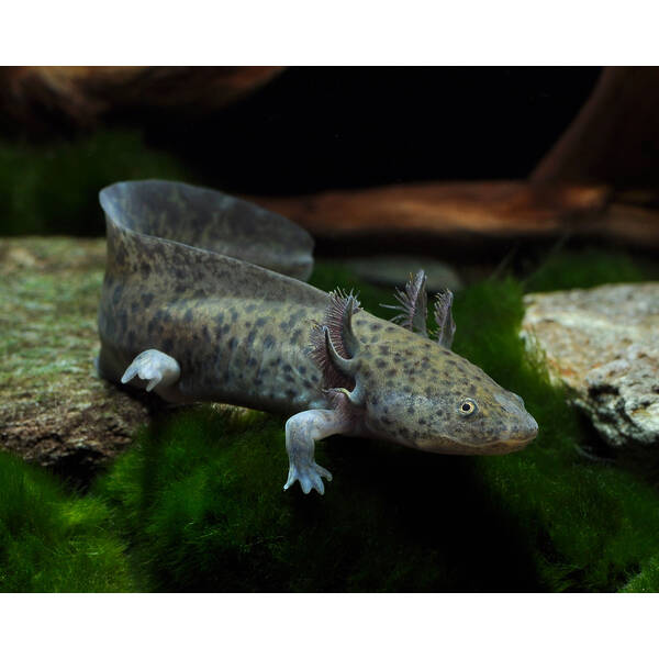 Axolotl Mexicanum M