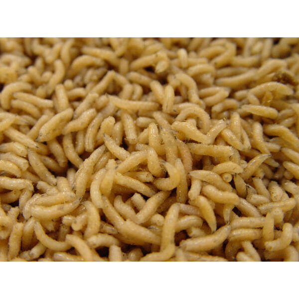 Frozen Worm Pinkies 1L Frozen Worm Pinkies 1L