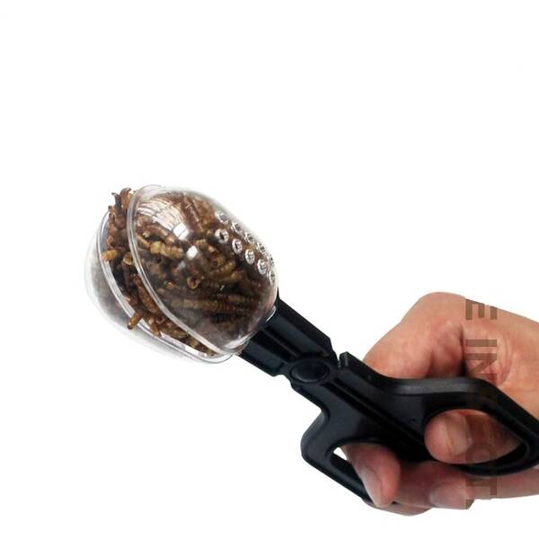 Reptiles Planet Insect Catcher