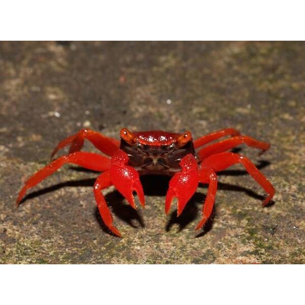 Vampire Crab Red Ruby
