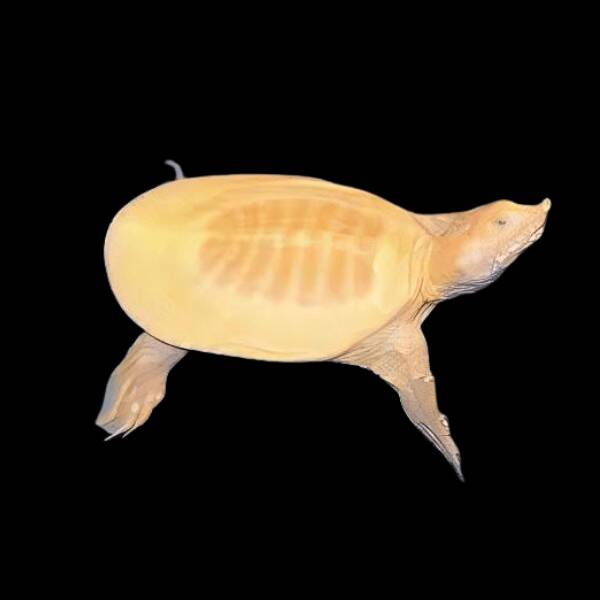 Chinese Softshell Albino Turtle (Pelodiscus Sinensis)