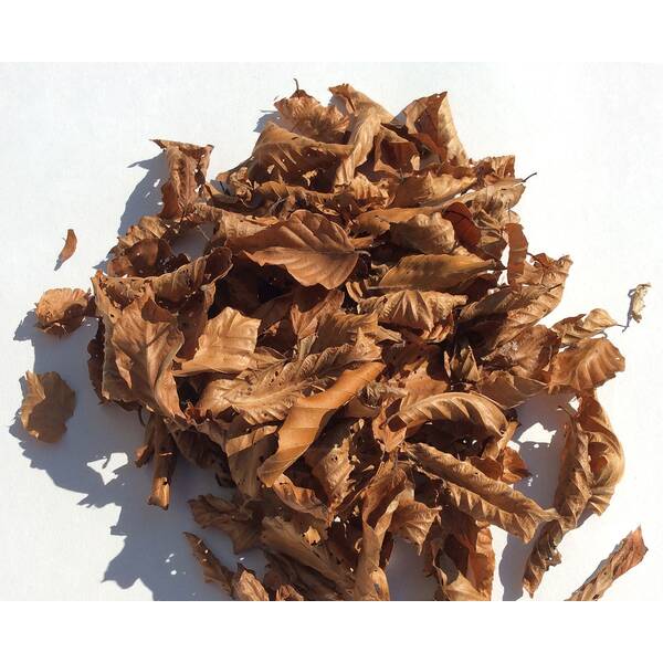 Brown Beech Leaves Brown Beech Leaves