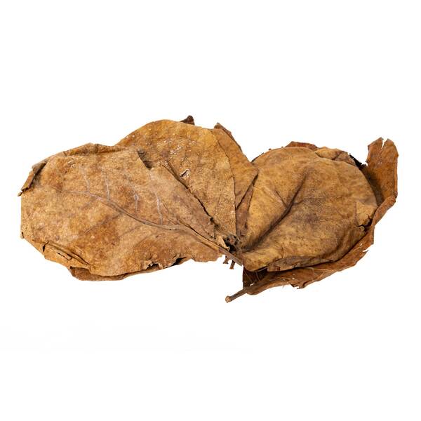 ReptiZoo Catappa Leaves (10 pieces)