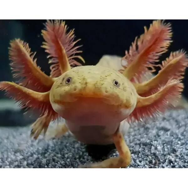 Axolotl Mexicanum Copper