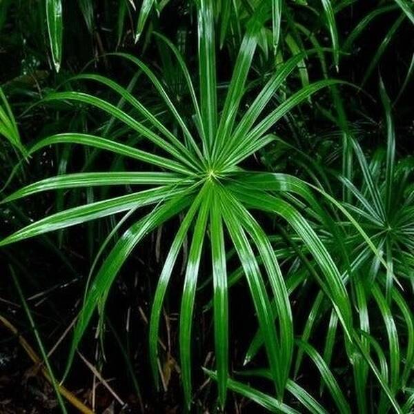 Stoffels Cyperus Alternifolius