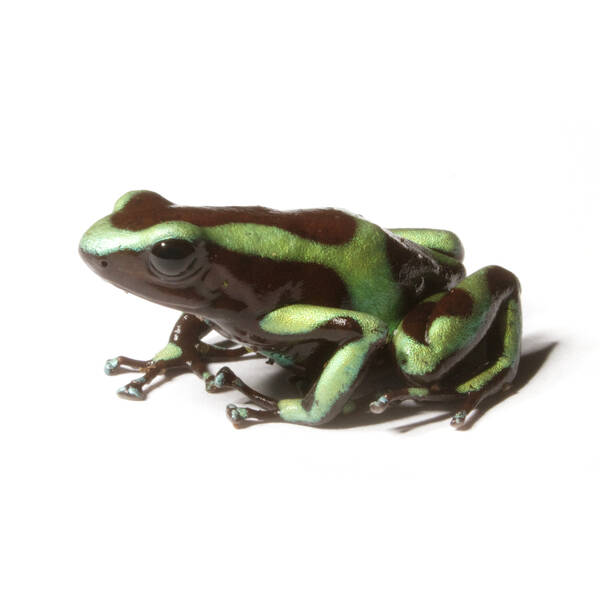 Dendrobates Auratus Green (eu-bred) L