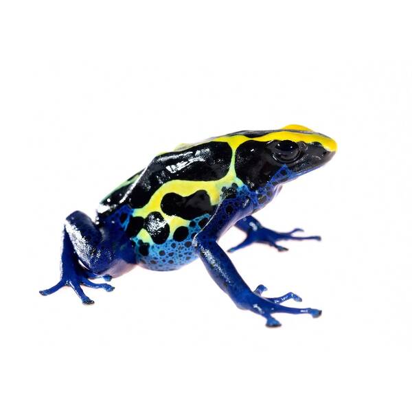 Dendrobates Tinctorius Powder Blue (EU) L