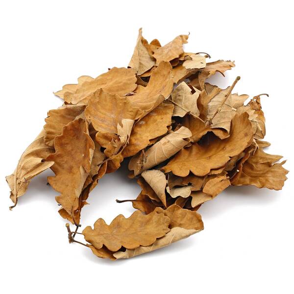 Dried Oak Leaves Brown (100 pieces) Dried Oak Leaves Brown (100 pieces)