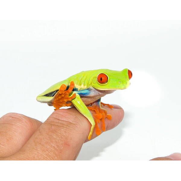 Agalychnis Callidryas S