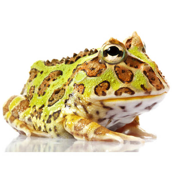 Ceratophrys Cranwelli M