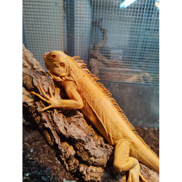 Iguana Crimson Red Albino Male (1.0)