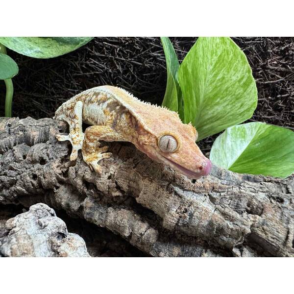 Rhacodactylus Lilly White 4 Female (0.1)