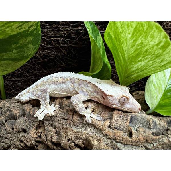 Rhacodactylus Lilly White 5 Male (1.0)