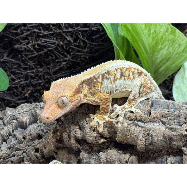 Rhacodactylus Lilly White 4 Female (0.1)