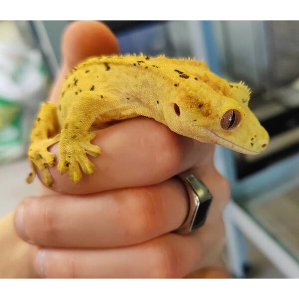 Correlophus Ciliatus 4 (0.0.1)