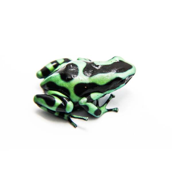 Dendrobates Auratus Green (eu-bred) L
