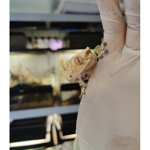 Crested Gecko Lilly White Male (1.0) 7